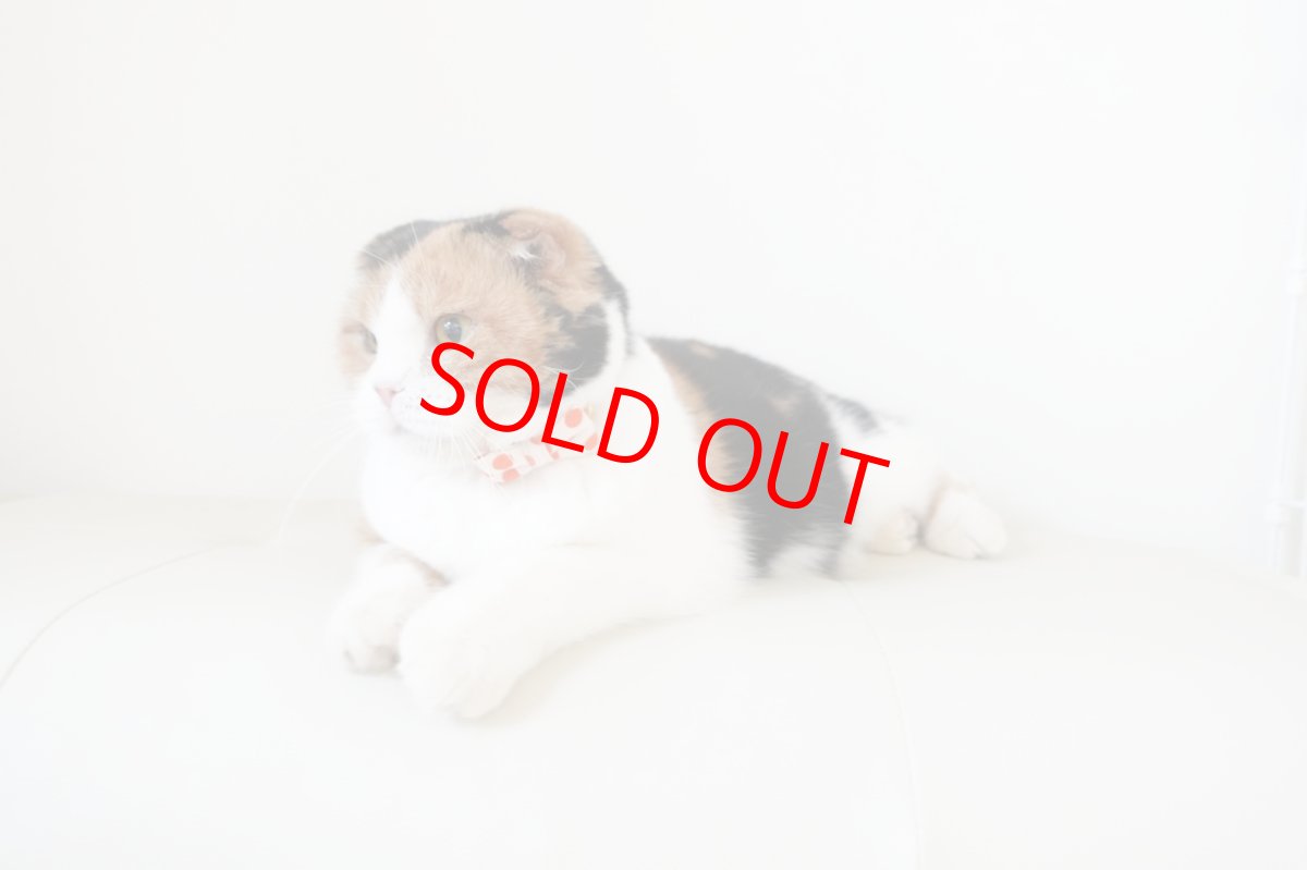 画像11: Nonbillieオリジナルボーダー柄・リボン猫首輪（ターコイズブルー×イエローグリーン） (11)