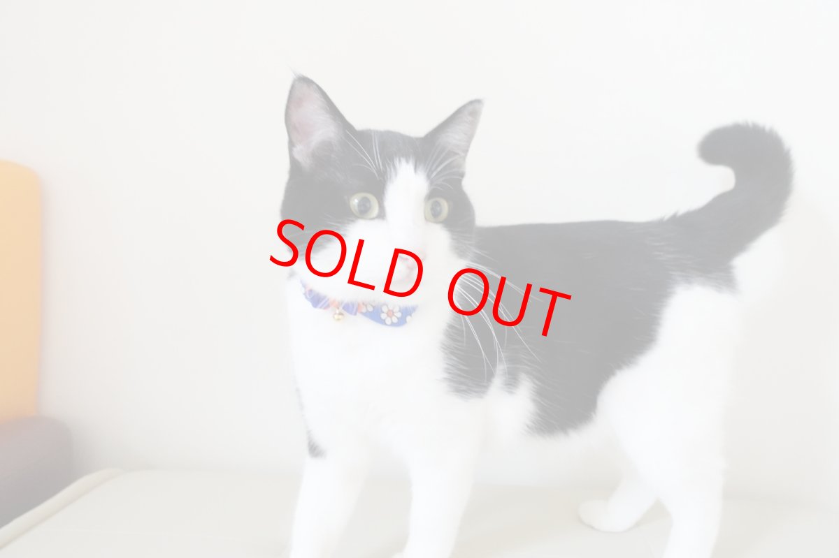 画像11: リボンチャーミー衿付首輪＆鈴付きダブルリボン（レトロなお花さんグリーン）オレンジ・グリーン２色展開 (11)