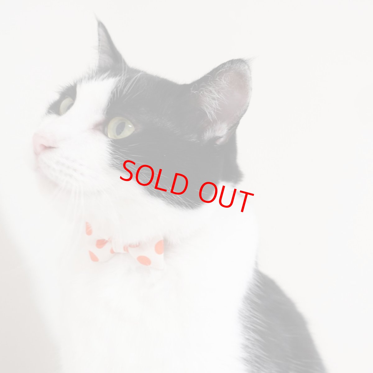 画像16: Nonbillieオリジナルボーダー柄・リボン猫首輪（ターコイズブルー×イエローグリーン） (16)