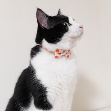 画像4: Nonbillieオリジナルボーダー柄・リボン猫首輪（クリーム×オレンジドット） (4)