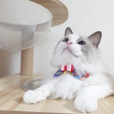 画像9: リボンチャーミー衿付首輪＆鈴付きダブルリボン（ポップコーン）オレンジ・グリーン２色展開 (9)