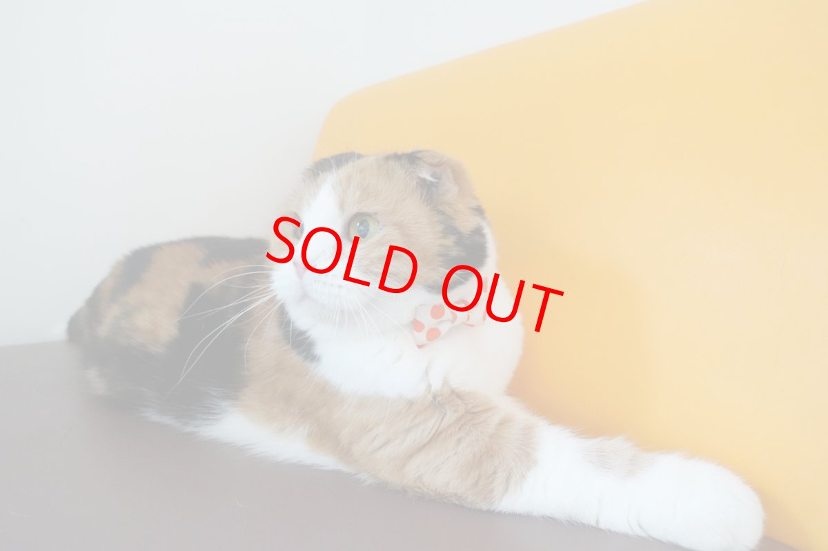 画像13: Nonbillieオリジナルボーダー柄・リボン猫首輪（ターコイズブルー×イエローグリーン） (13)