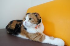 画像14: Nonbillieオリジナルボーダー柄・リボン猫首輪（クリーム×オレンジドット） (14)