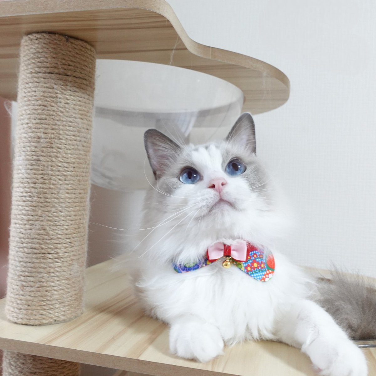 画像8: リボンチャーミー衿付首輪＆鈴付きダブルリボン（ポップコーン）オレンジ・グリーン２色展開 (8)