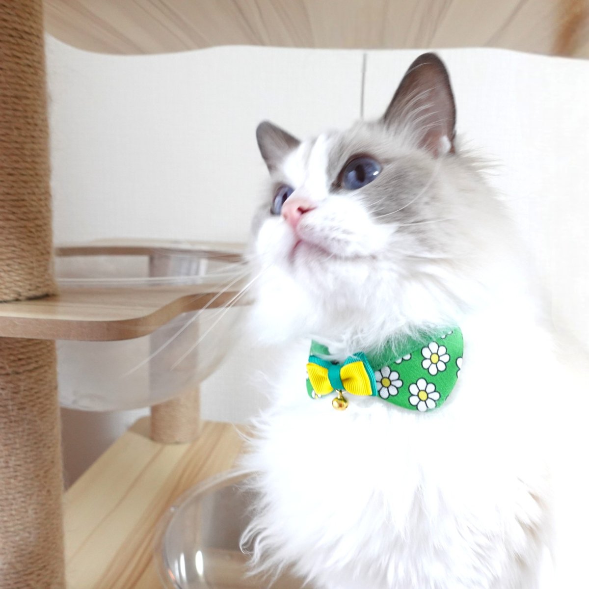 画像10: リボンチャーミー衿付首輪＆鈴付きダブルリボン（ポップコーン）オレンジ・グリーン２色展開 (10)