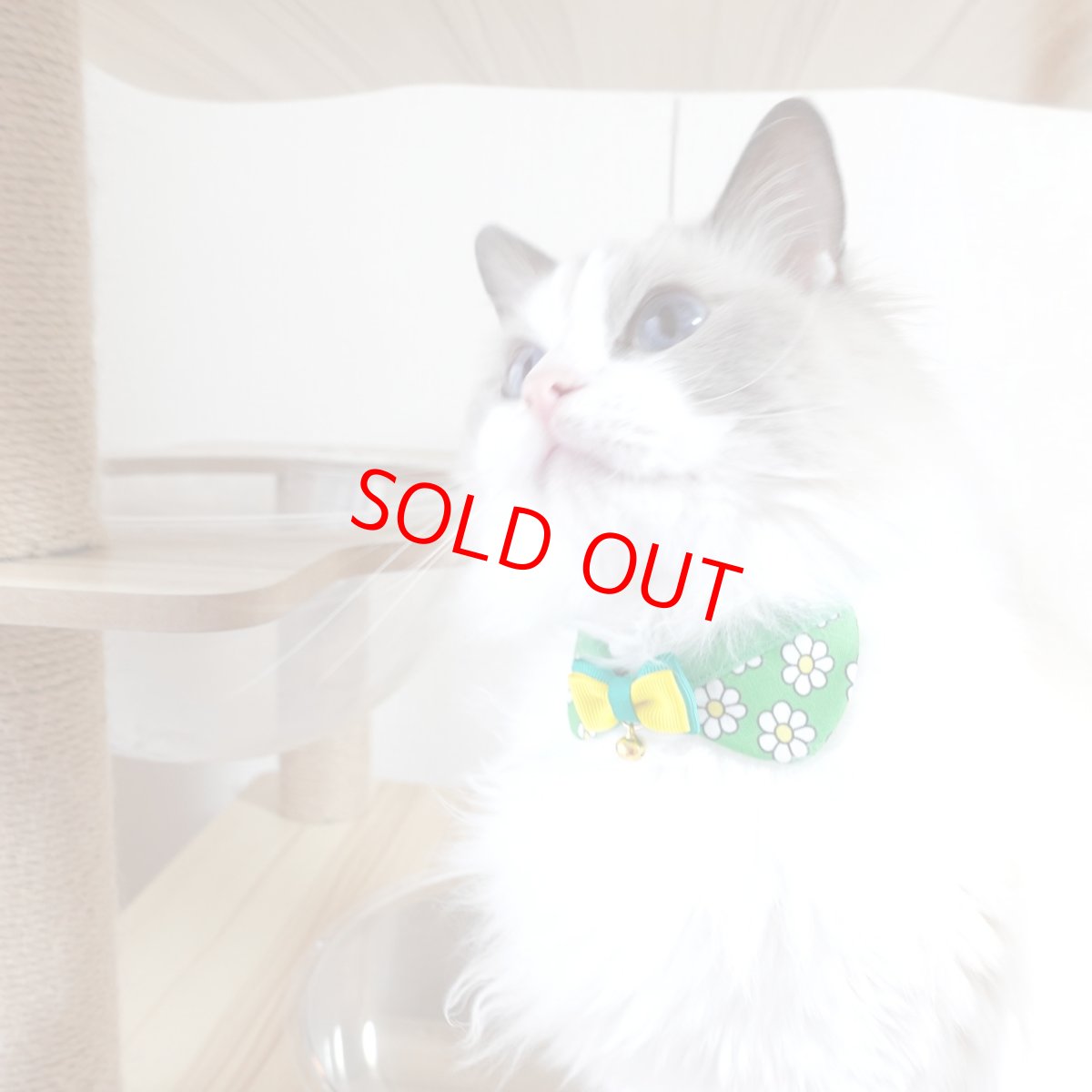 画像5: リボンチャーミー衿付首輪＆鈴付きダブルリボン（レトロなお花さんグリーン）オレンジ・グリーン２色展開 (5)