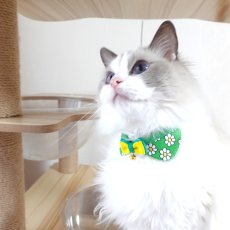 画像10: リボンチャーミー衿付首輪＆鈴付きダブルリボン（ポップコーン）オレンジ・グリーン２色展開 (10)