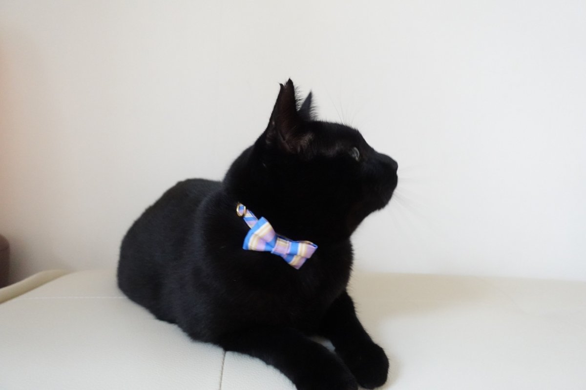 画像17: Nonbillieオリジナルボーダー柄・リボン猫首輪（クリーム×オレンジドット） (17)