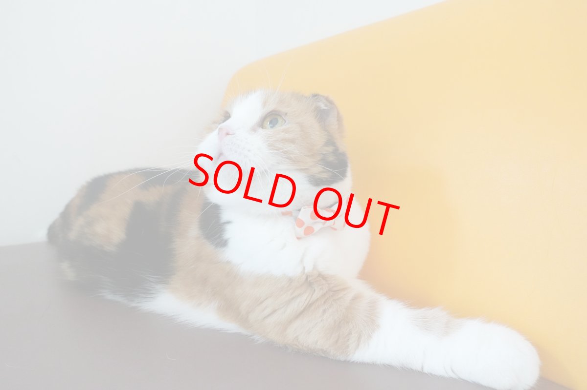 画像14: Nonbillieオリジナルボーダー柄・リボン猫首輪（ターコイズブルー×イエローグリーン） (14)