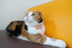 画像7: Nonbillieオリジナルボーダー柄・リボン猫首輪（クリーム×オレンジドット） (7)