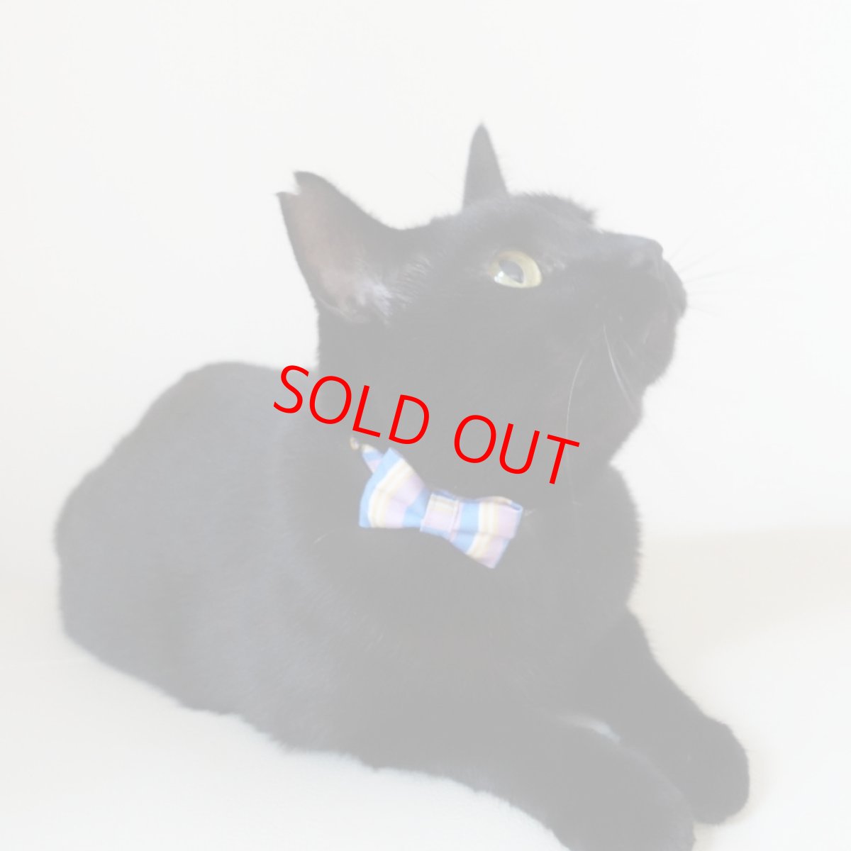 画像15: Nonbillieオリジナルボーダー柄・リボン猫首輪（ターコイズブルー×イエローグリーン） (15)