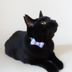 画像16: Nonbillieオリジナルボーダー柄・リボン猫首輪（クリーム×オレンジドット） (16)