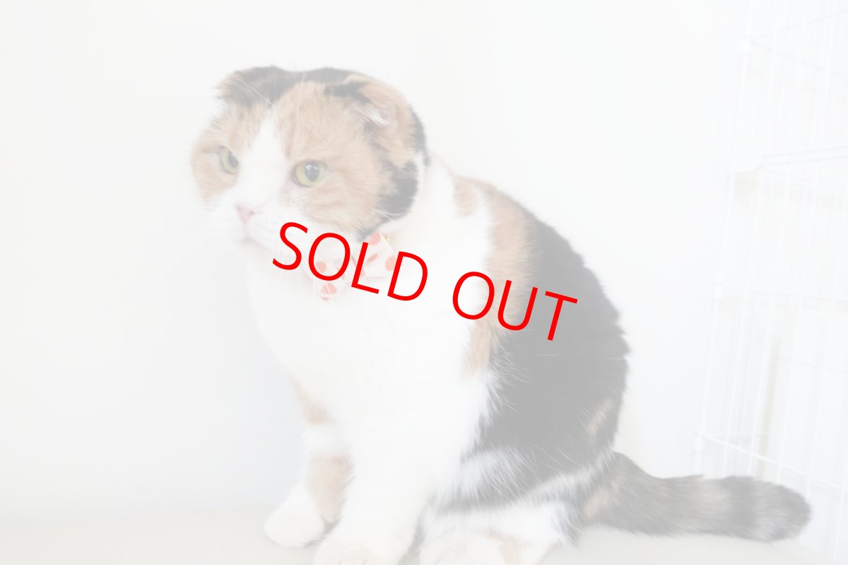 画像8: Nonbillieオリジナルボーダー柄・リボン猫首輪（ターコイズブルー×イエローグリーン） (8)