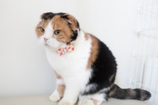 画像13: Nonbillieオリジナルボーダー柄・リボン猫首輪（クリーム×オレンジドット） (13)