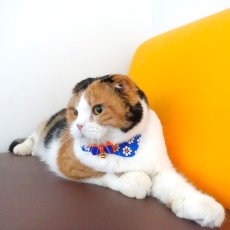 画像11: リボンチャーミー衿付首輪＆鈴付きダブルリボン（ポップコーン）オレンジ・グリーン２色展開 (11)