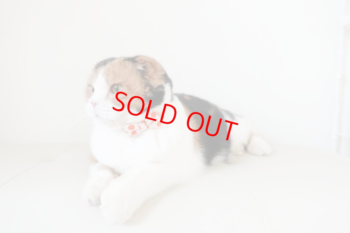 画像9: Nonbillieオリジナルボーダー柄・リボン猫首輪（ターコイズブルー×イエローグリーン） (9)