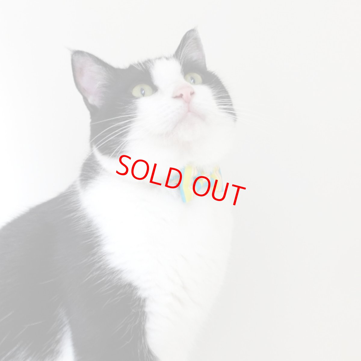 画像2: Nonbillieオリジナルボーダー柄・リボン猫首輪（ターコイズブルー×イエローグリーン） (2)