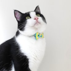 画像11: Nonbillieオリジナルボーダー柄・リボン猫首輪（クリーム×オレンジドット） (11)