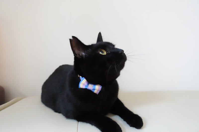 画像2: Nonbillieオリジナルボーダー柄・リボン猫首輪(パープル×ブルー)