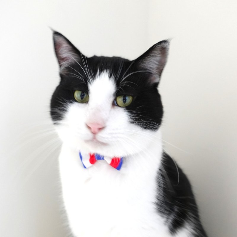 画像3: Nonbillieオリジナルボーダー柄・リボン猫首輪（トリコロール）