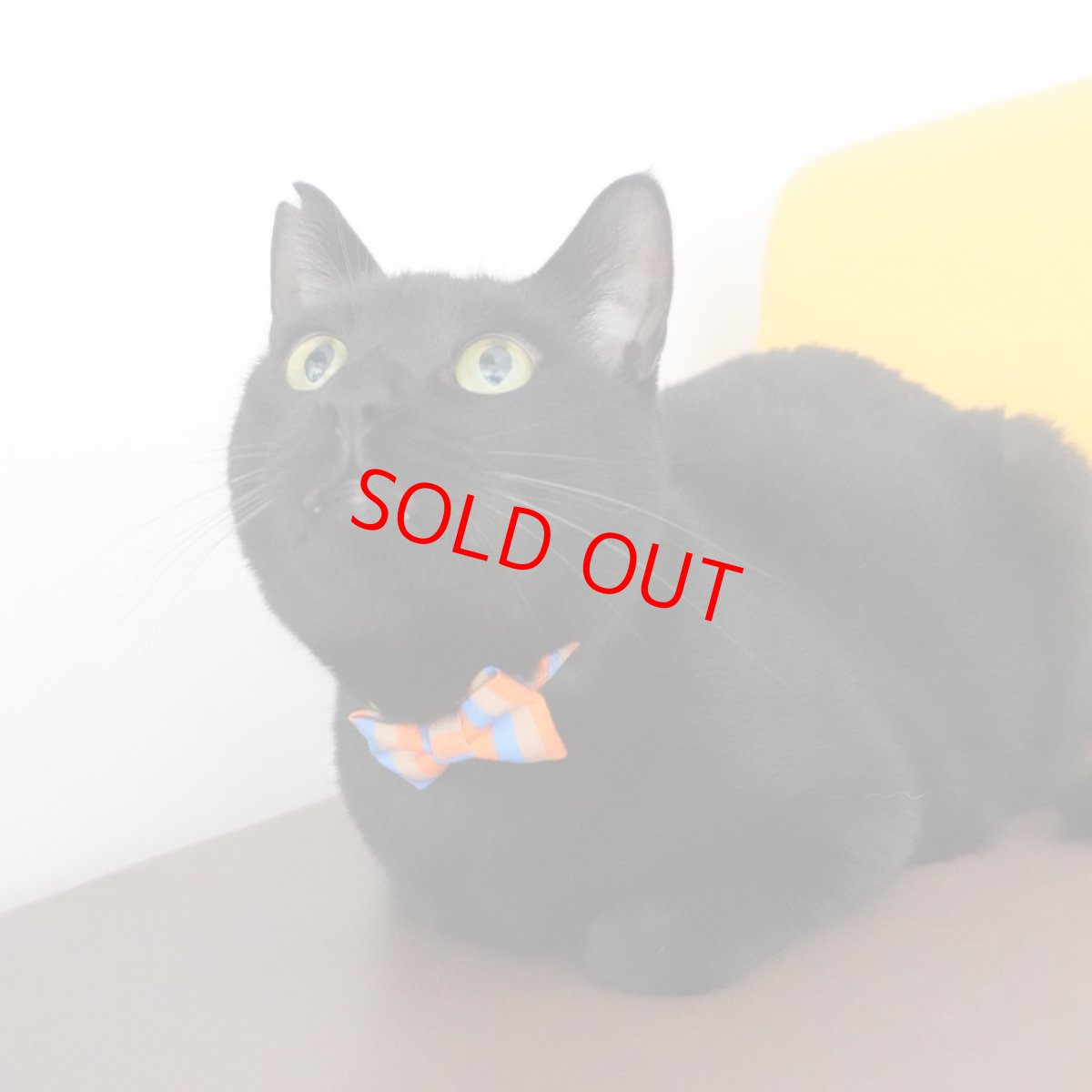 画像12: Nonbillieオリジナルボーダー柄・リボン猫首輪（ターコイズブルー×イエローグリーン） (12)