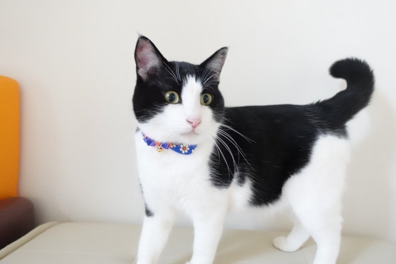 画像2: リボンチャーミー衿付首輪＆鈴付きダブルリボン（レトロなお花さんグリーン）オレンジ・グリーン２色展開