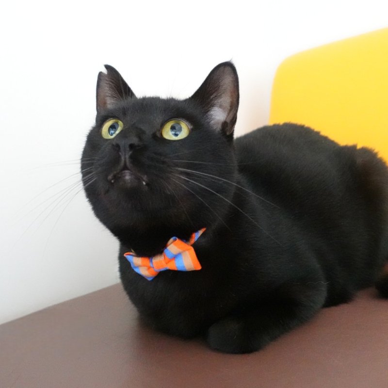 画像1: Nonbillieオリジナルボーダー柄・リボン猫首輪（モカ×オレンジ）