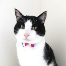 画像10: Nonbillieオリジナルボーダー柄・リボン猫首輪（クリーム×オレンジドット） (10)