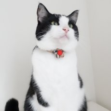 画像7: クラシカル・ノバチェック・リボン首輪×2カラー展開 (7)