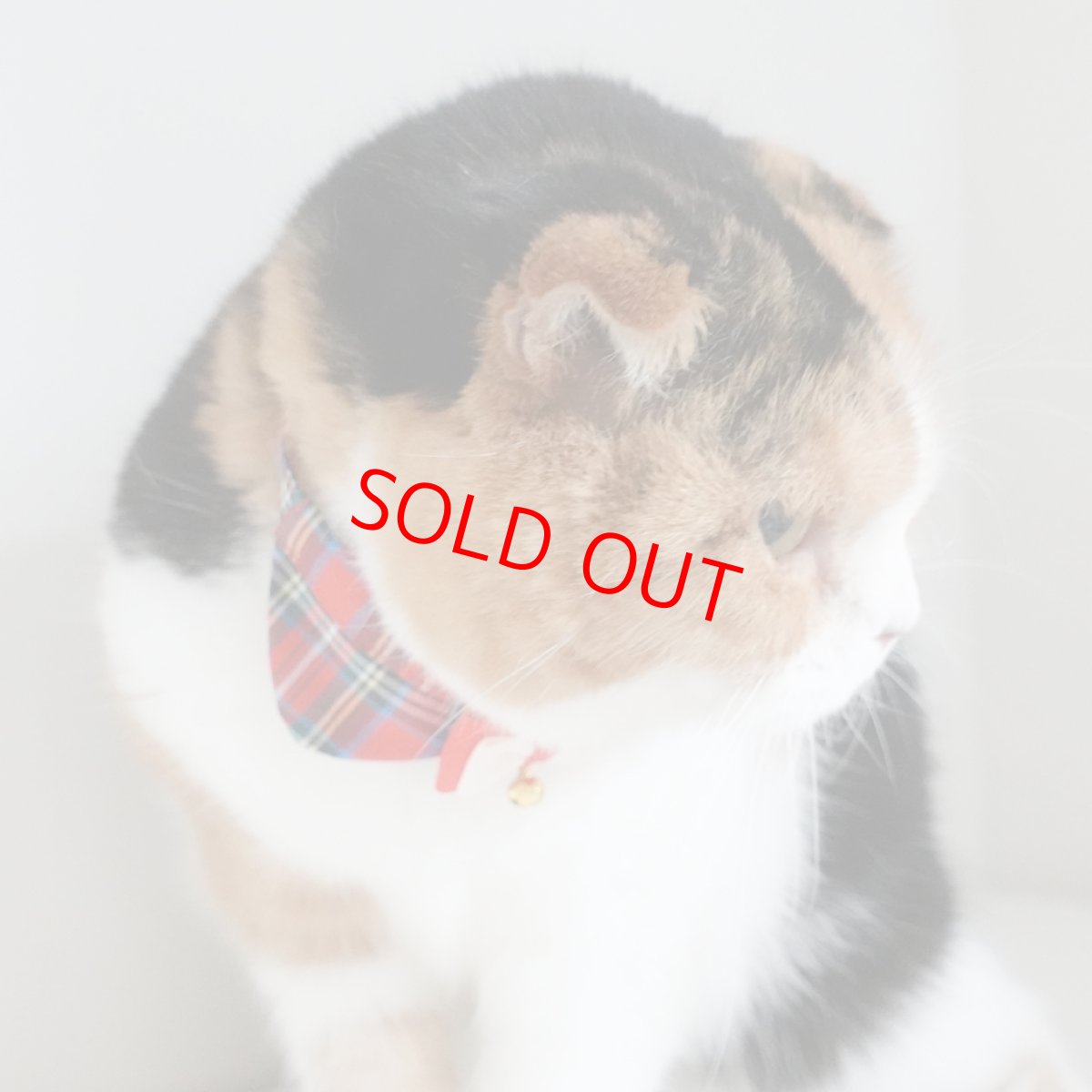 画像8: リボンチャーミー衿付首輪＆鈴付きダブルリボン（レッドタータンチェック）Mサイズ (8)