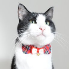 画像4: リボンチャーミー衿付首輪＆鈴付きダブルリボン（レッドタータンチェック）Mサイズ (4)