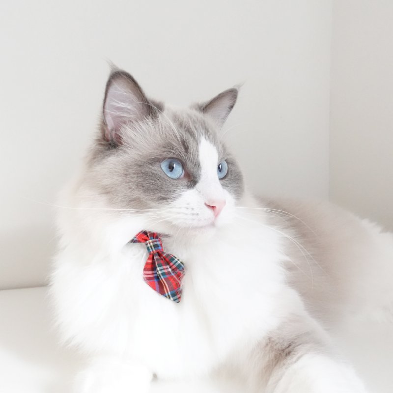 画像3: クラシカル・ミニタータンチェック/ネクタイ首輪(レッド)