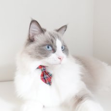 画像3: クラシカル・ミニタータンチェック/ネクタイ首輪（レッド） (3)