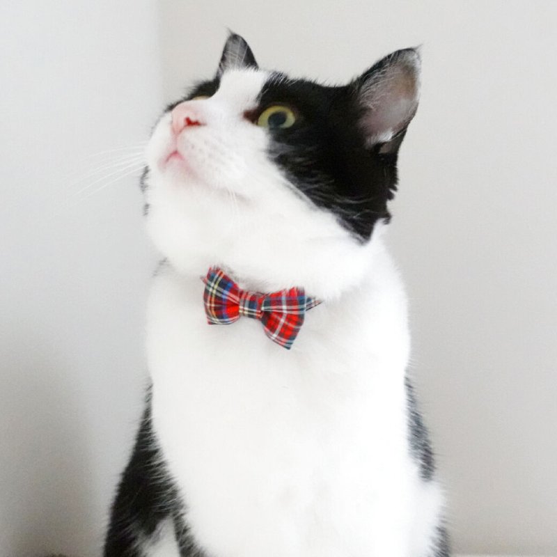 画像3: クラシカル・ミニタータンチェック・リボン首輪(レッド)