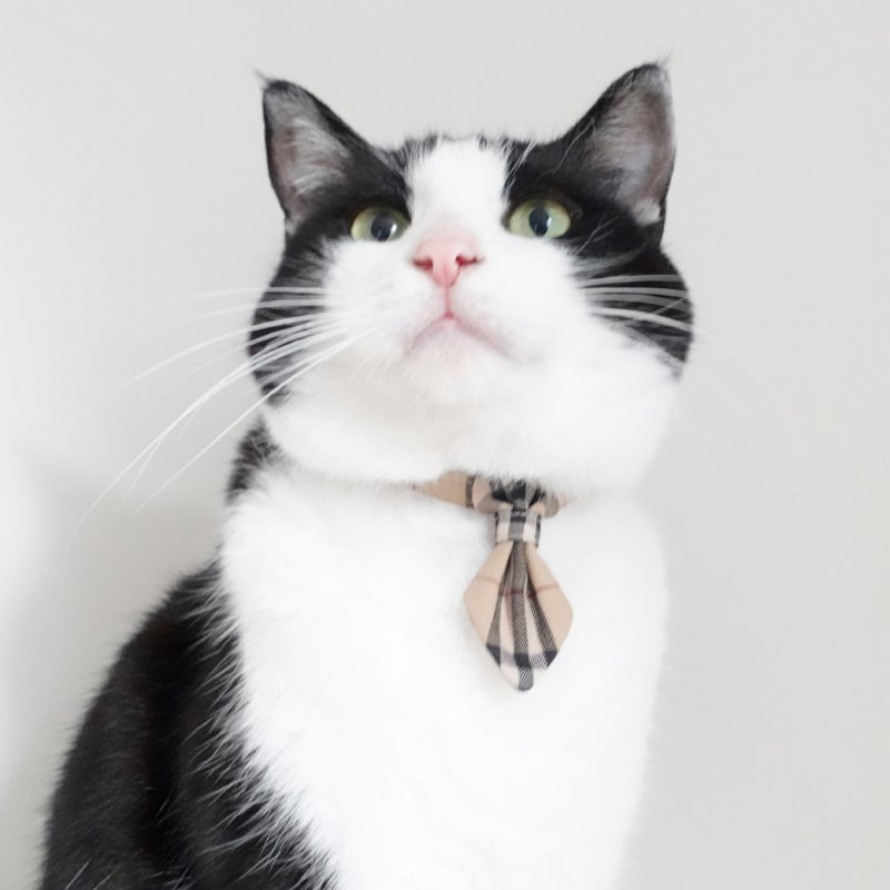 画像1: クラシカル・ノバチェック/ネクタイ首輪