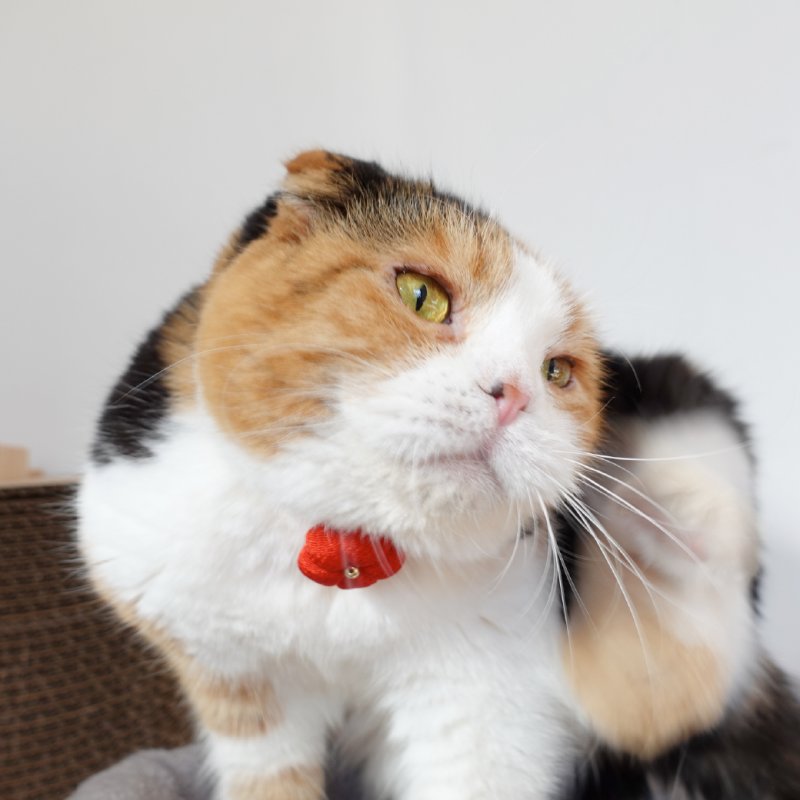 画像2: 梅モチーフの和柄首輪・赤色首輪(梅2色展開)