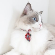 画像2: クラシカル・ミニタータンチェック/ネクタイ首輪（レッド） (2)