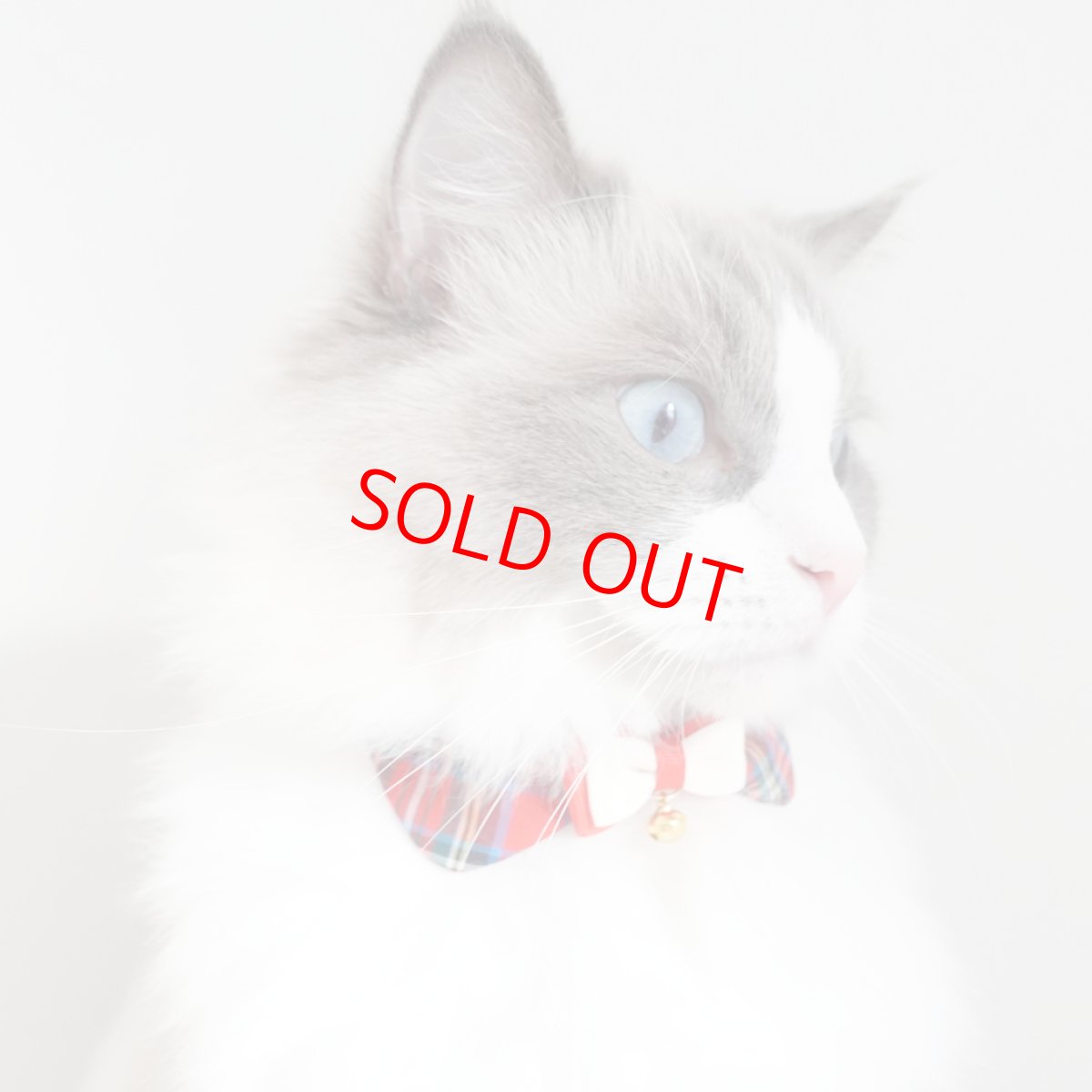 画像7: リボンチャーミー衿付首輪＆鈴付きダブルリボン（レッドタータンチェック）Mサイズ (7)