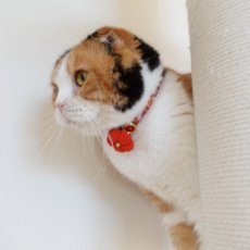 画像7: 梅モチーフの和柄首輪・赤色首輪（梅2色展開） (7)