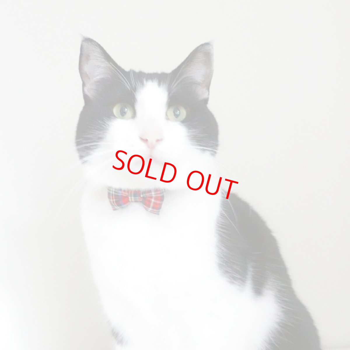 画像4: クラシカル・ミニタータンチェック・リボン首輪（レッド） (4)