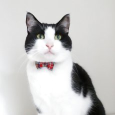 画像4: クラシカル・ミニタータンチェック・リボン首輪（レッド） (4)