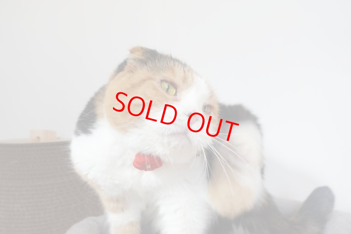 画像6: 梅モチーフの和柄首輪・ピンク色首輪（梅2色展開） (6)