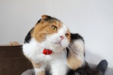 画像6: 梅モチーフの和柄首輪・青色首輪（梅2色展開） (6)