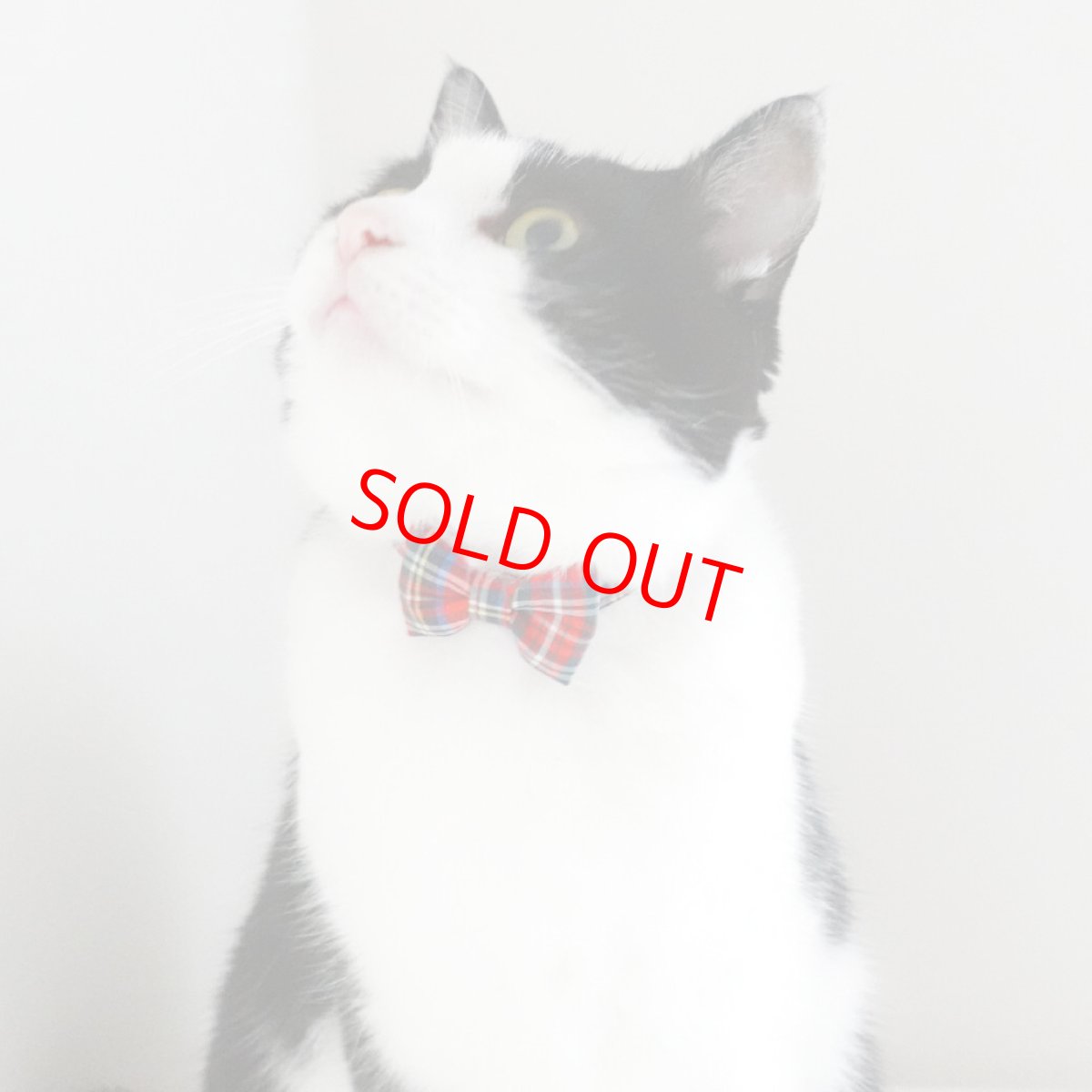 画像5: クラシカル・ミニタータンチェック・リボン首輪（レッド） (5)