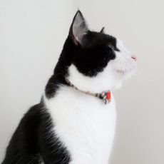 画像6: クラシカル・ノバチェック・リボン首輪×2カラー展開 (6)