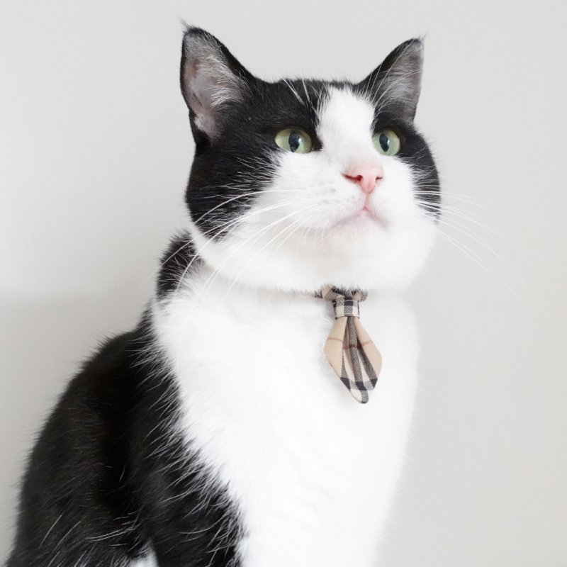 画像3: クラシカル・ノバチェック/ネクタイ首輪