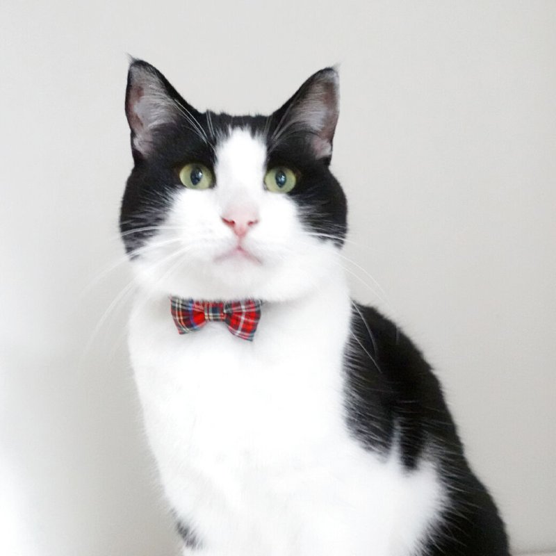 画像2: クラシカル・ミニタータンチェック・リボン首輪(レッド)