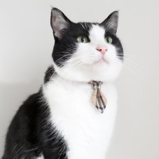 画像6: クラシカル・ノバチェック/ネクタイ首輪 (6)