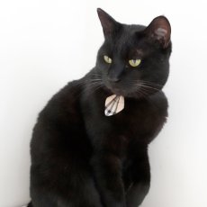 画像3: クラシカル・ノバチェック/ネクタイ首輪 (3)