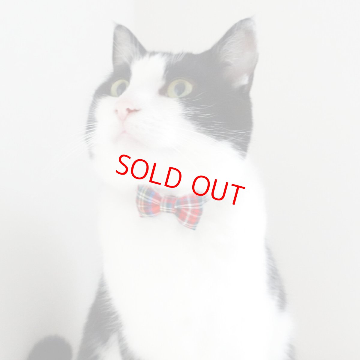 画像3: クラシカル・ミニタータンチェック・リボン首輪（レッド） (3)